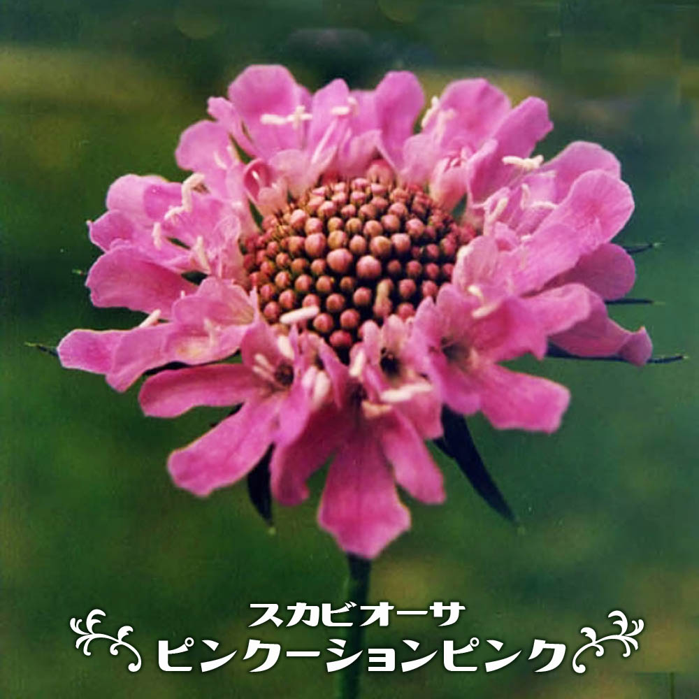 スカビオーサ ピンクーションピンク 