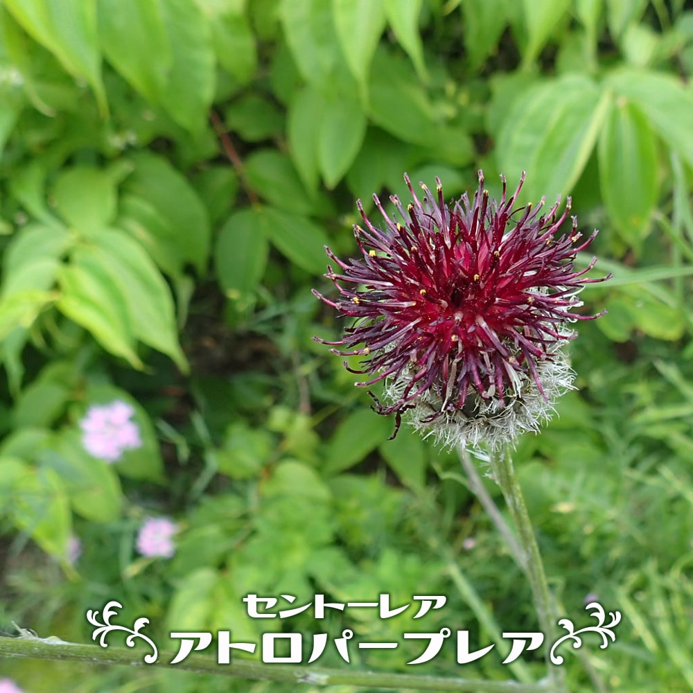 セントーレア アトロパープレア 