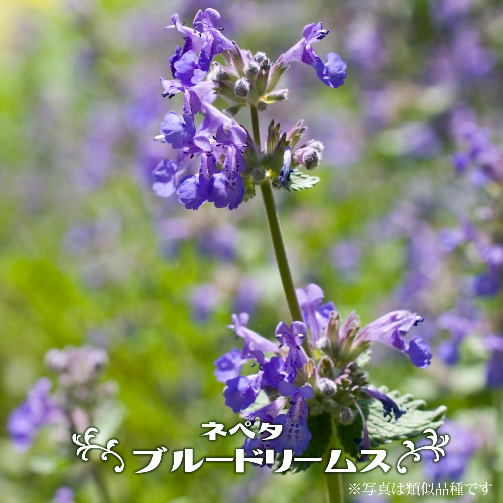 ネペタ ブルードリームス 