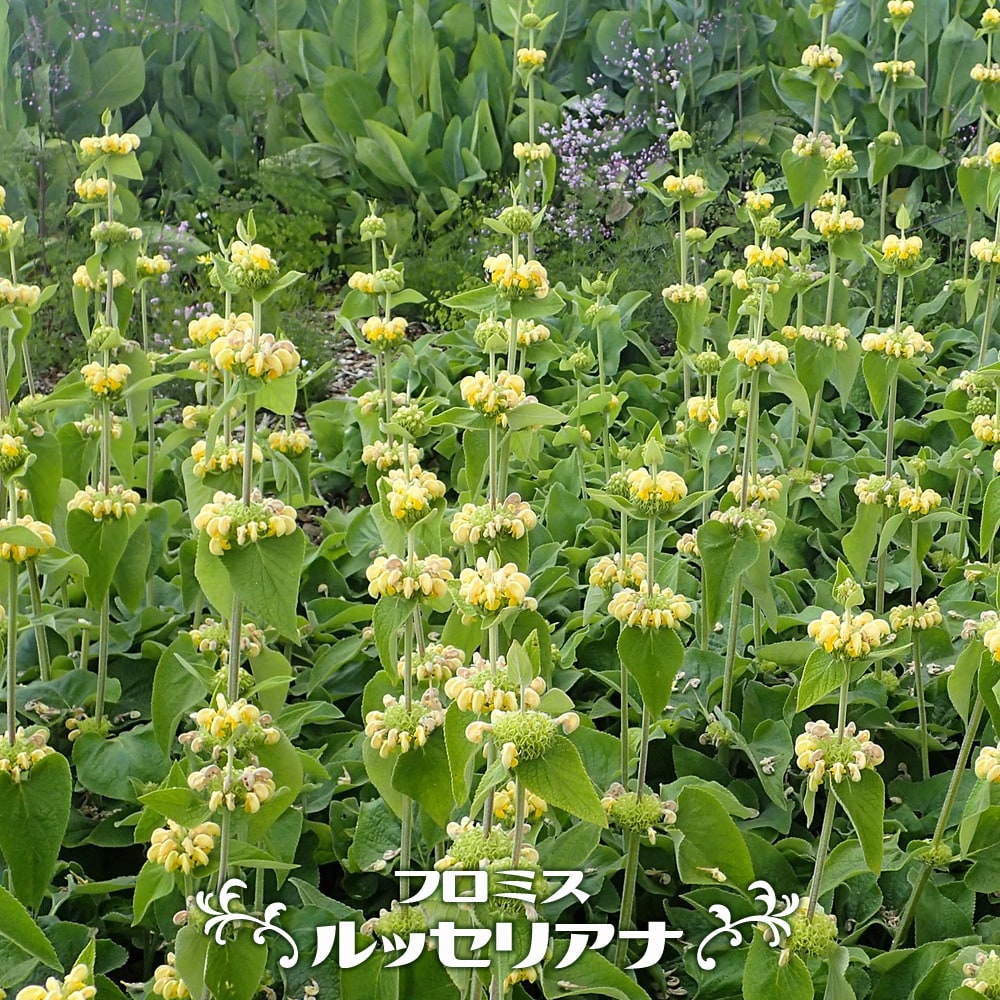 フロミス ルッセリアナ 