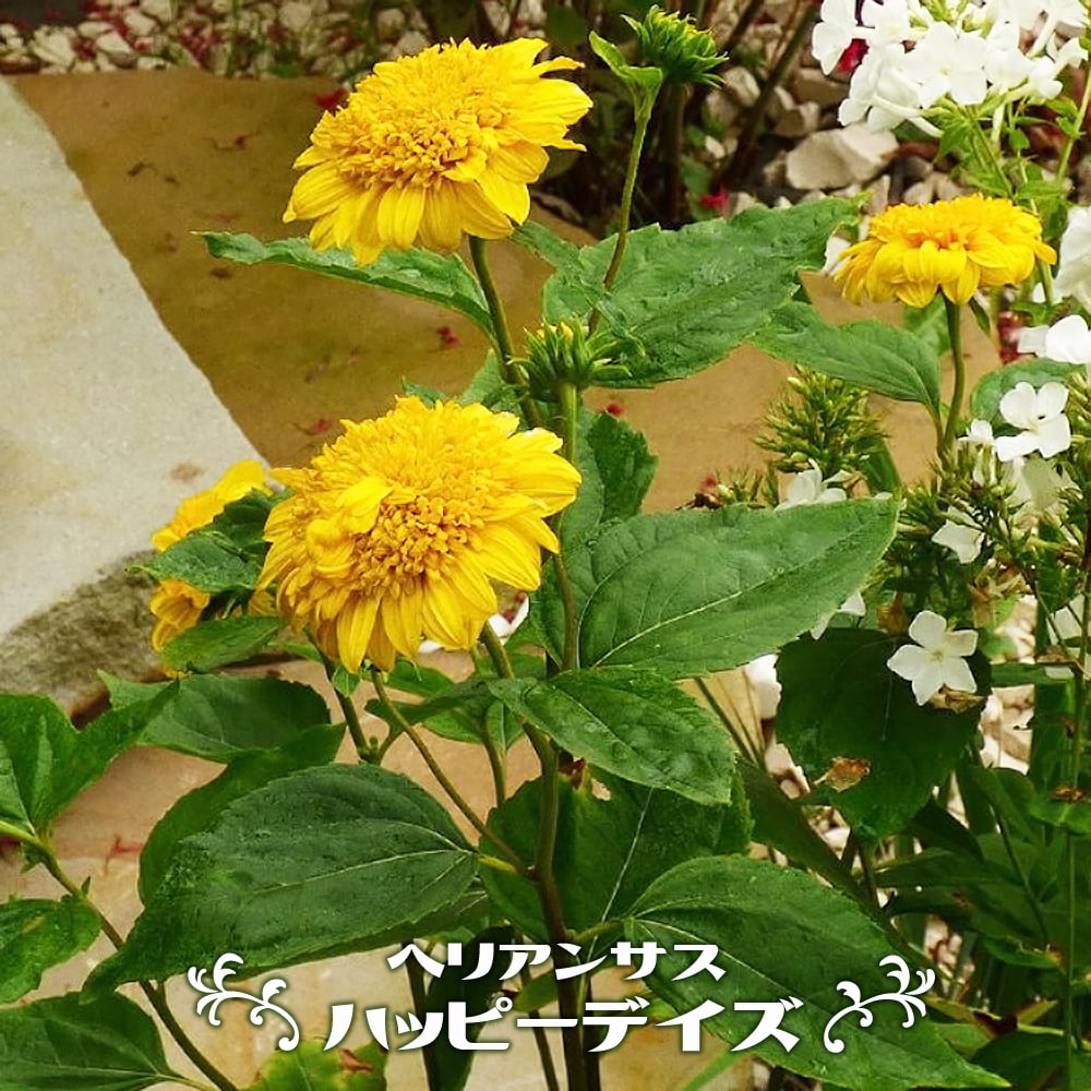 ヘリアンサス ハッピーデイズ 