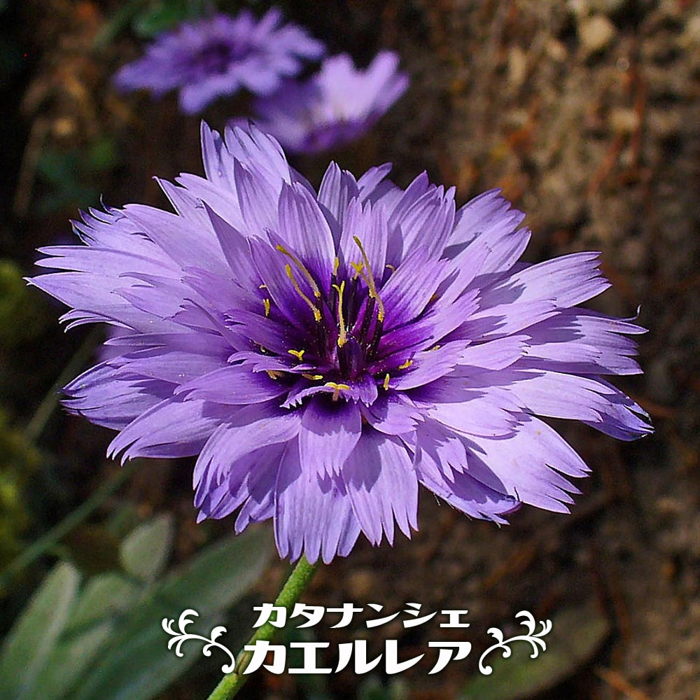 カタナンシェ カエルレア 