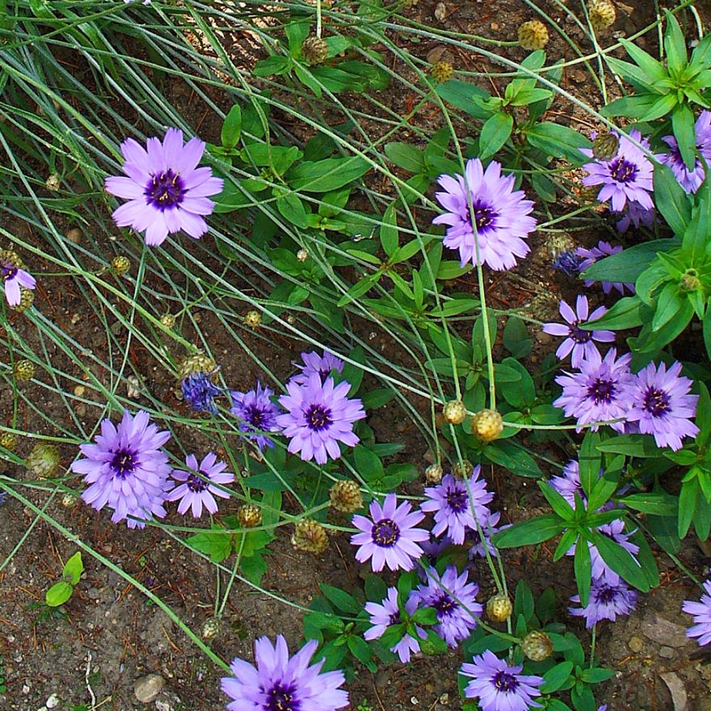 カタナンシェ カエルレア 3