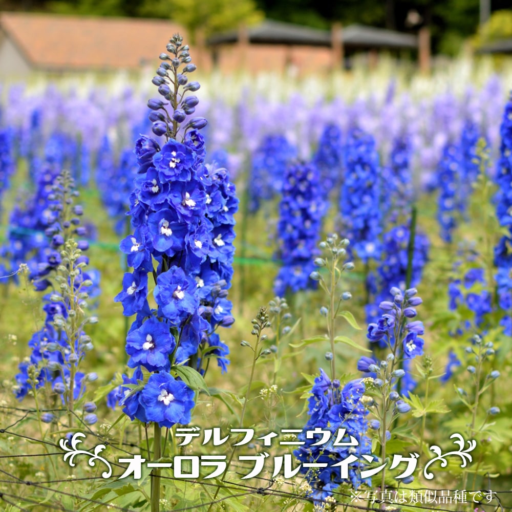 デルフィニウム オーロラ ブルーイング 