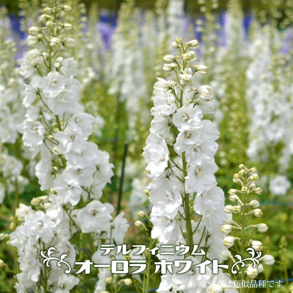 デルフィニウム オーロラ ホワイト 