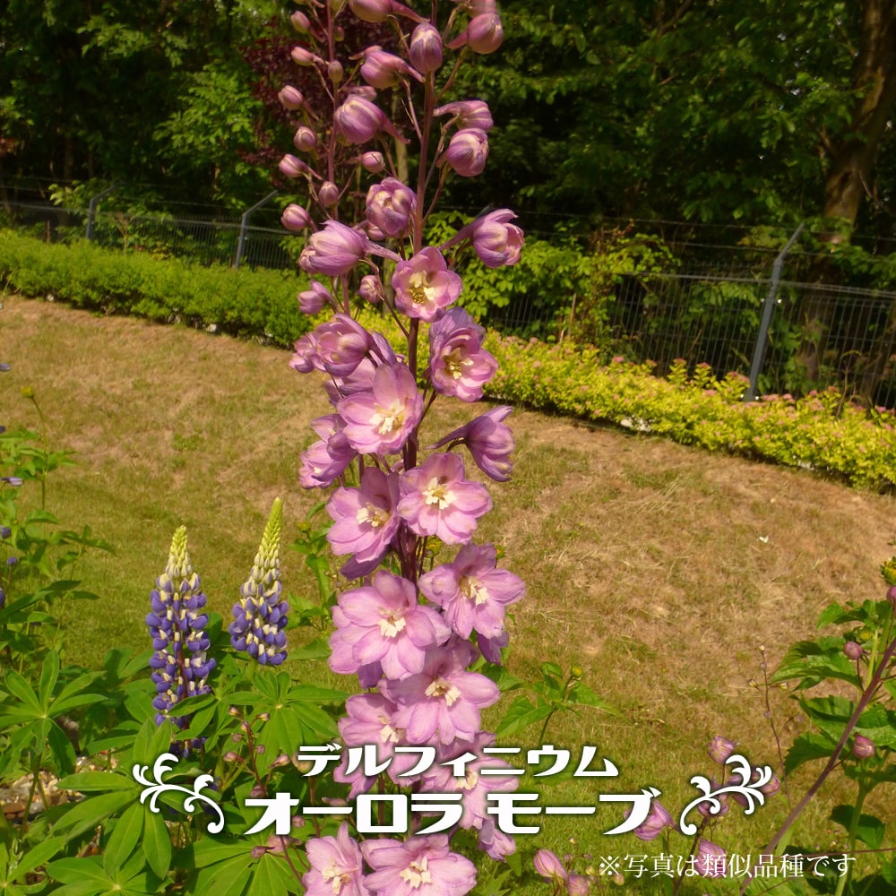 デルフィニウム オーロラ モーブ 