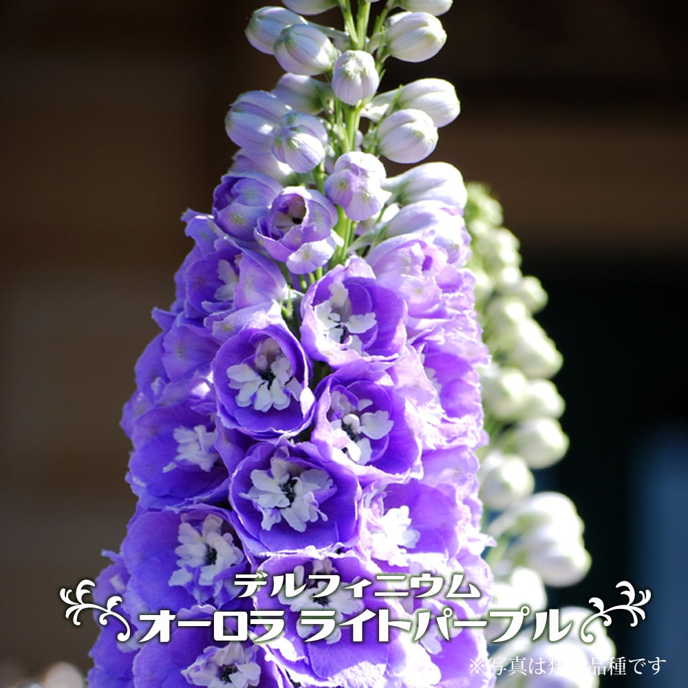 デルフィニウム オーロラ ライトパープル 