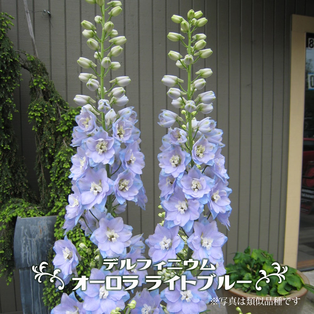 デルフィニウム オーロラ ライトブルー 