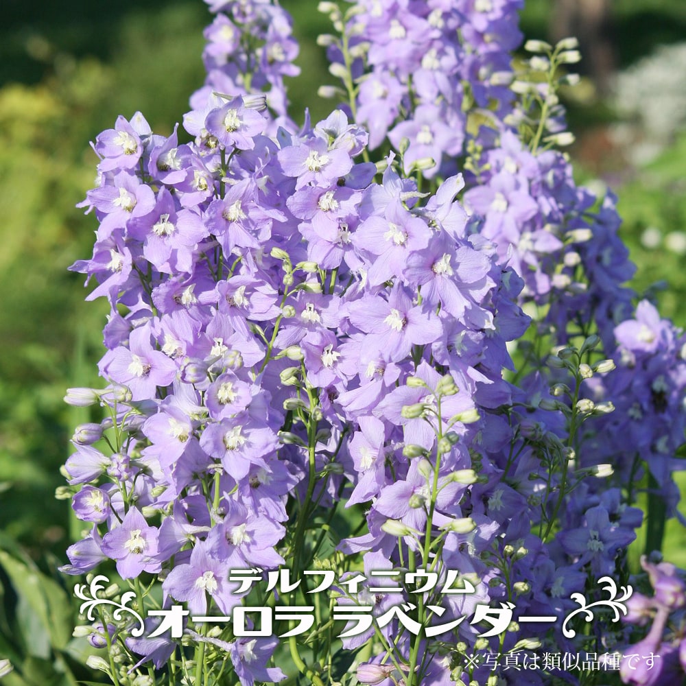 デルフィニウム オーロラ ラベンダー 