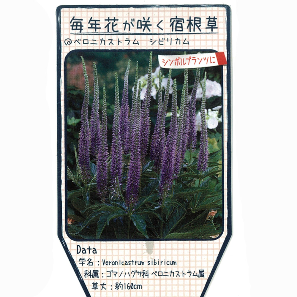 ベロニカストラム ジビリカムのラベル