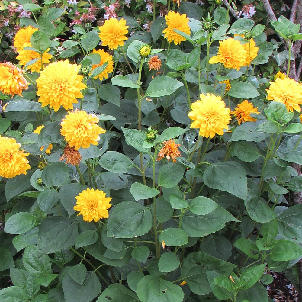 ヘリアンサス ロドンゴールド 1