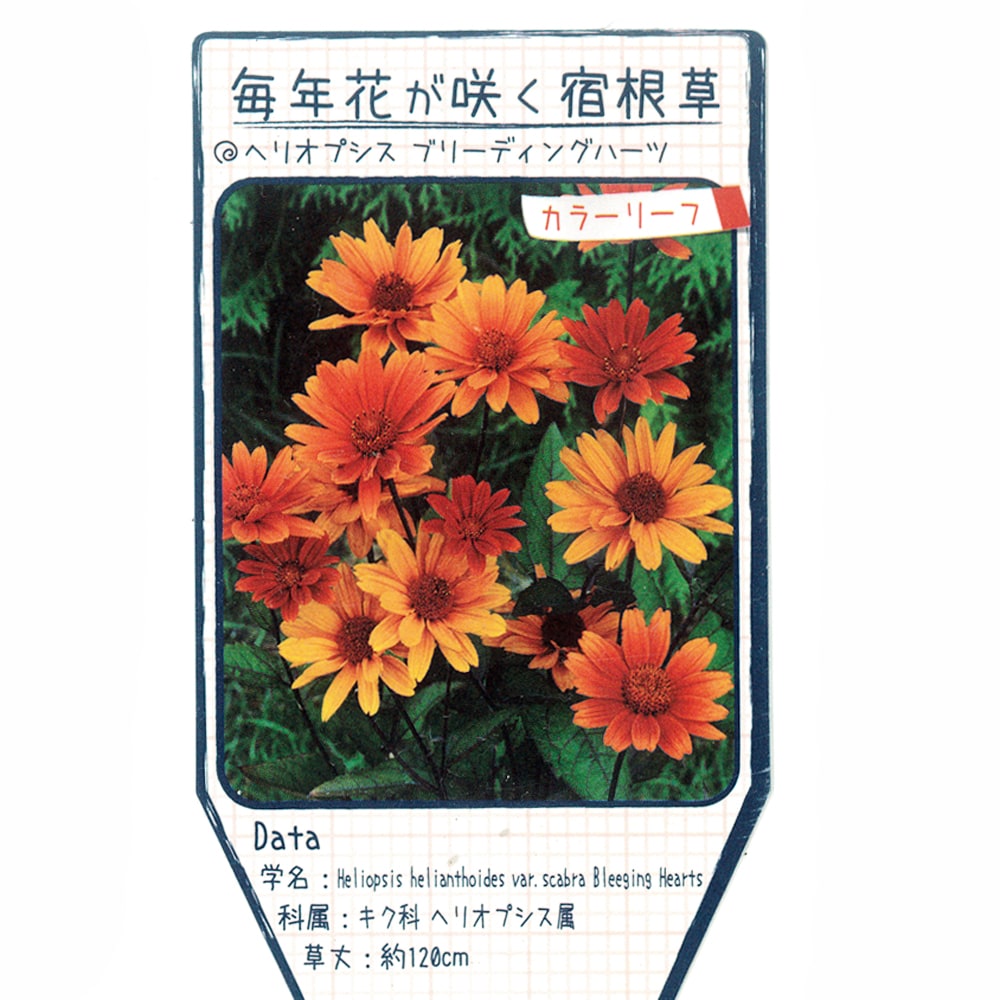 ヘリオプシス ブリーディングハーツ 