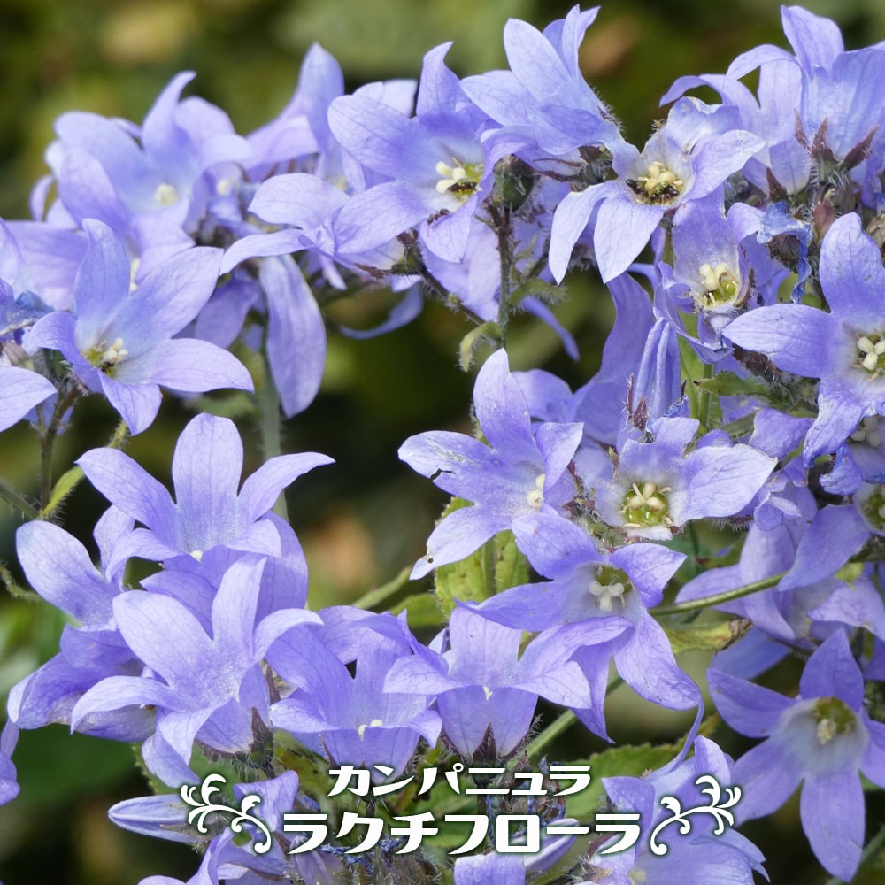 カンパニュラ ラクチフローラ の花