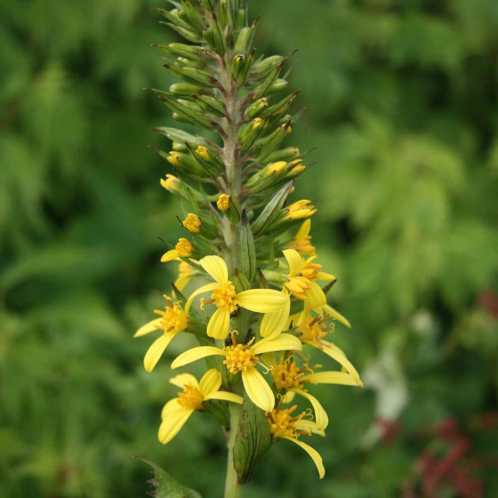 リグラリア ステノケファラの花