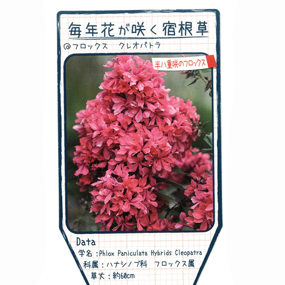 フロックスクレオパトラ 