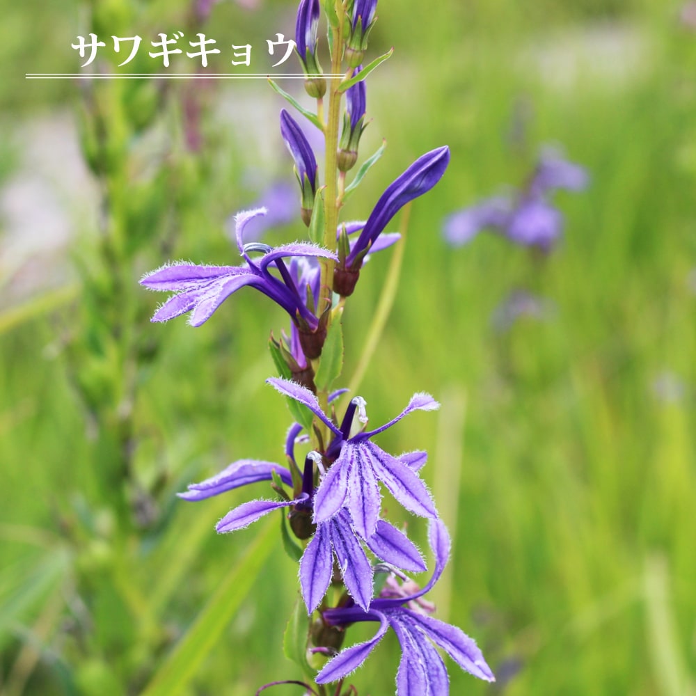 サワギキョウ サワギキョウ 