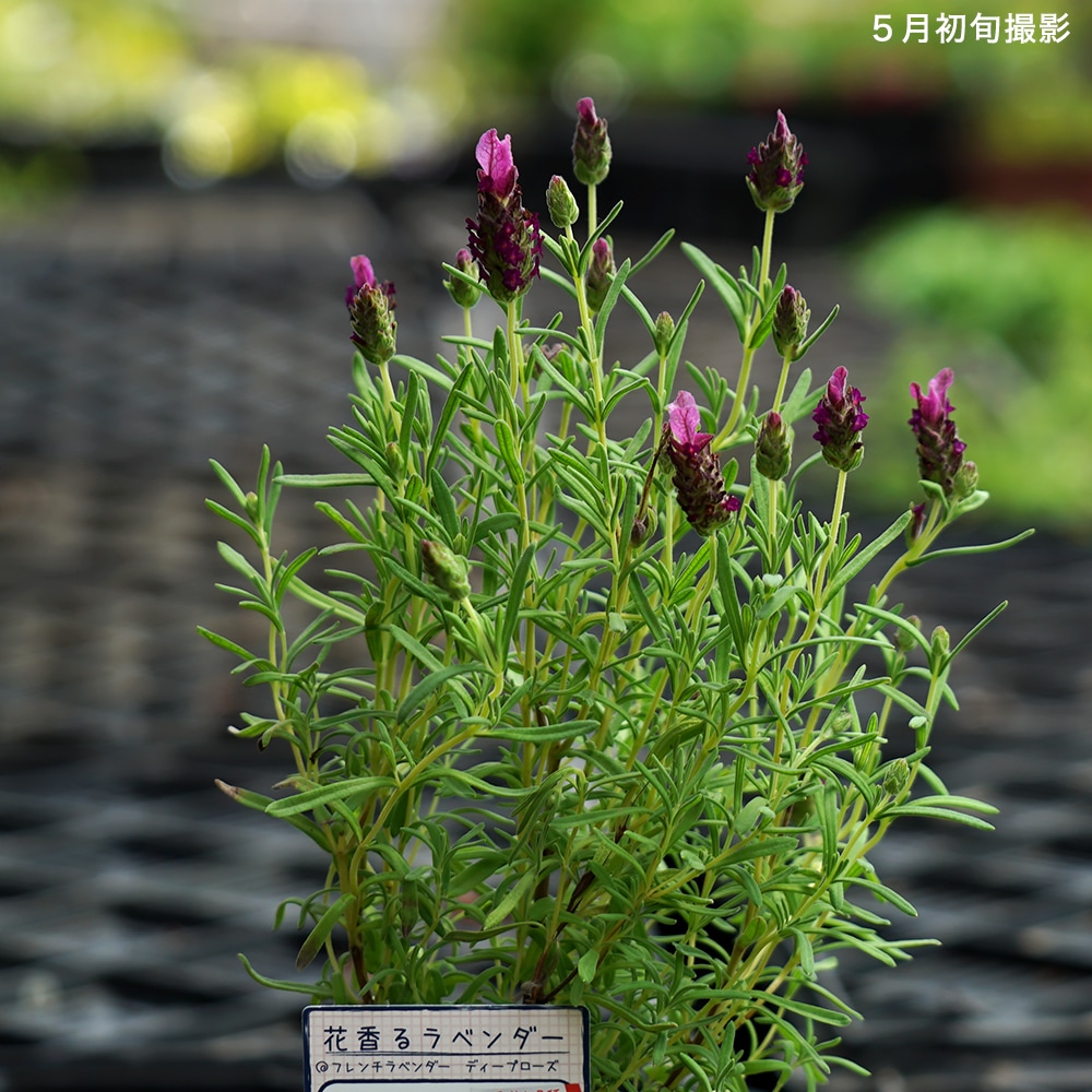 ラベンダー バンデラ ディープローズ 4