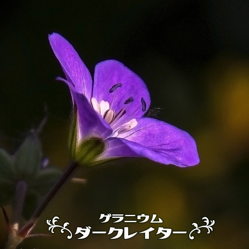 ゲラニウム ダークレイター 