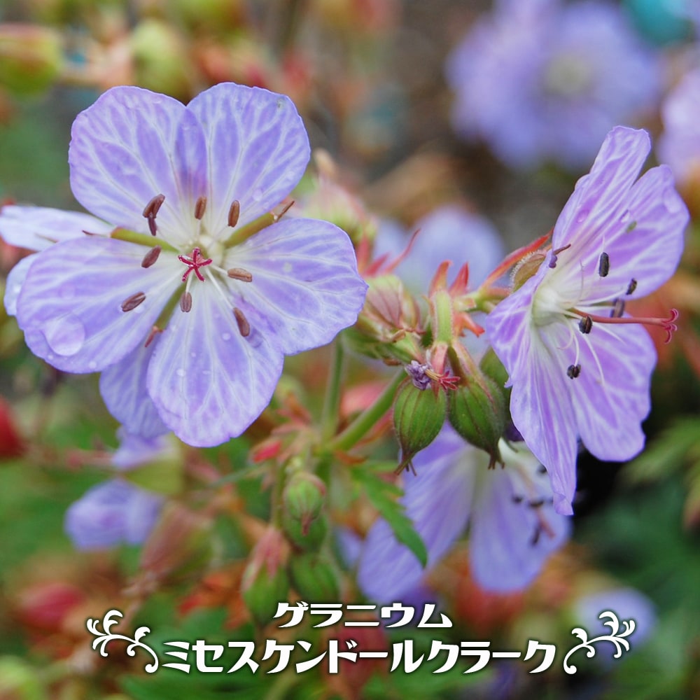 ゲラニウム ミセスケンドールクラーク 