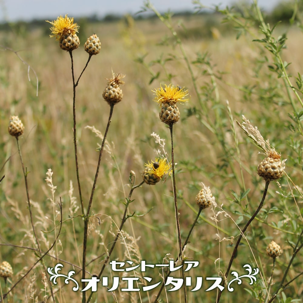 セントーレア オリエンタリス 1