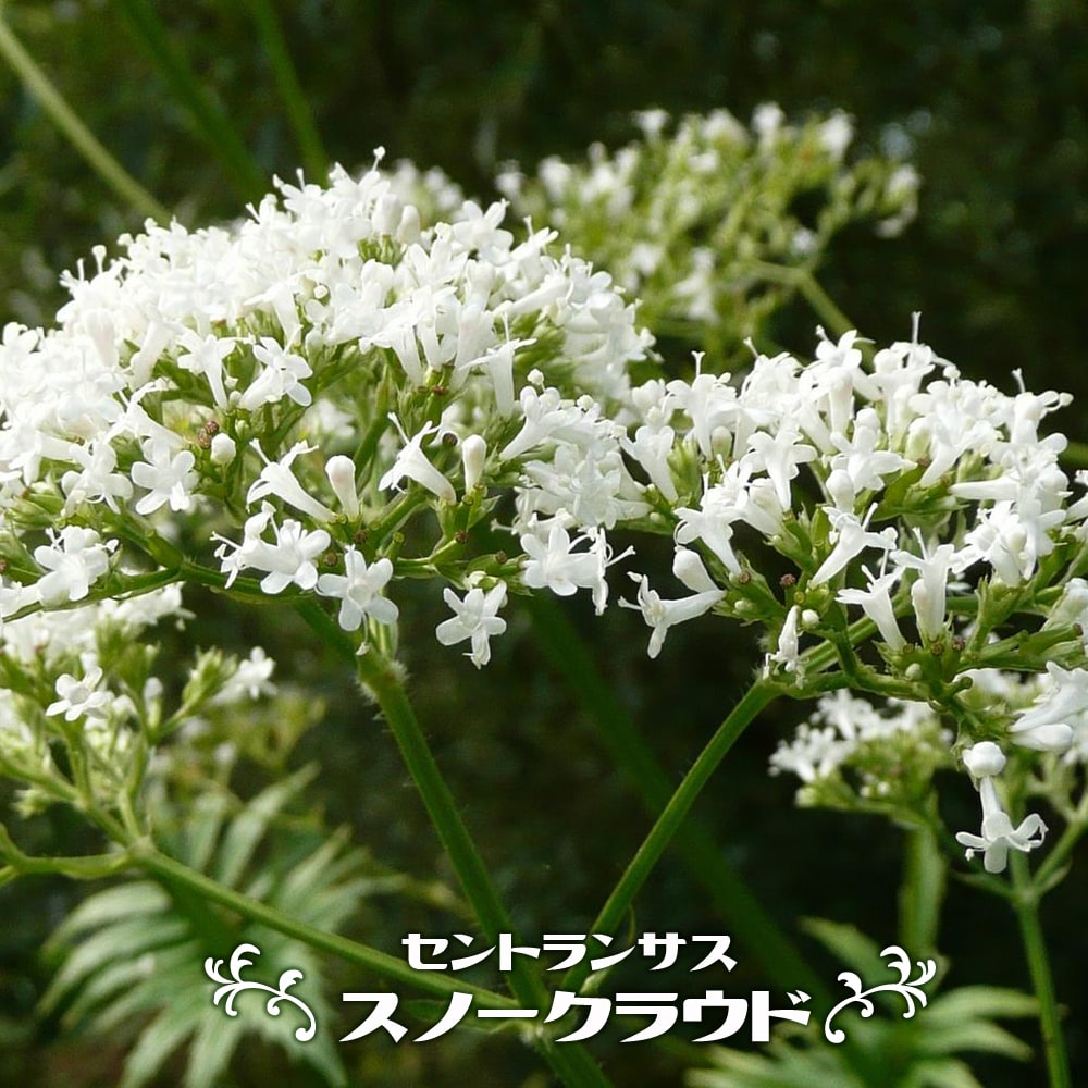 セントランサス スノークラウド  