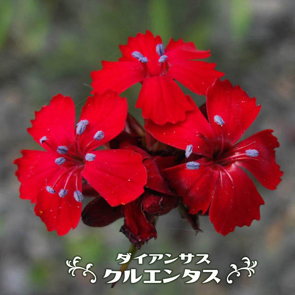 ダイアンサス （なでしこ） クルエンタス 