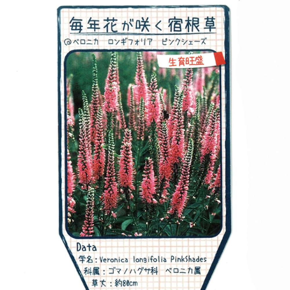 ベロニカ ピンクシェーズ のラベル