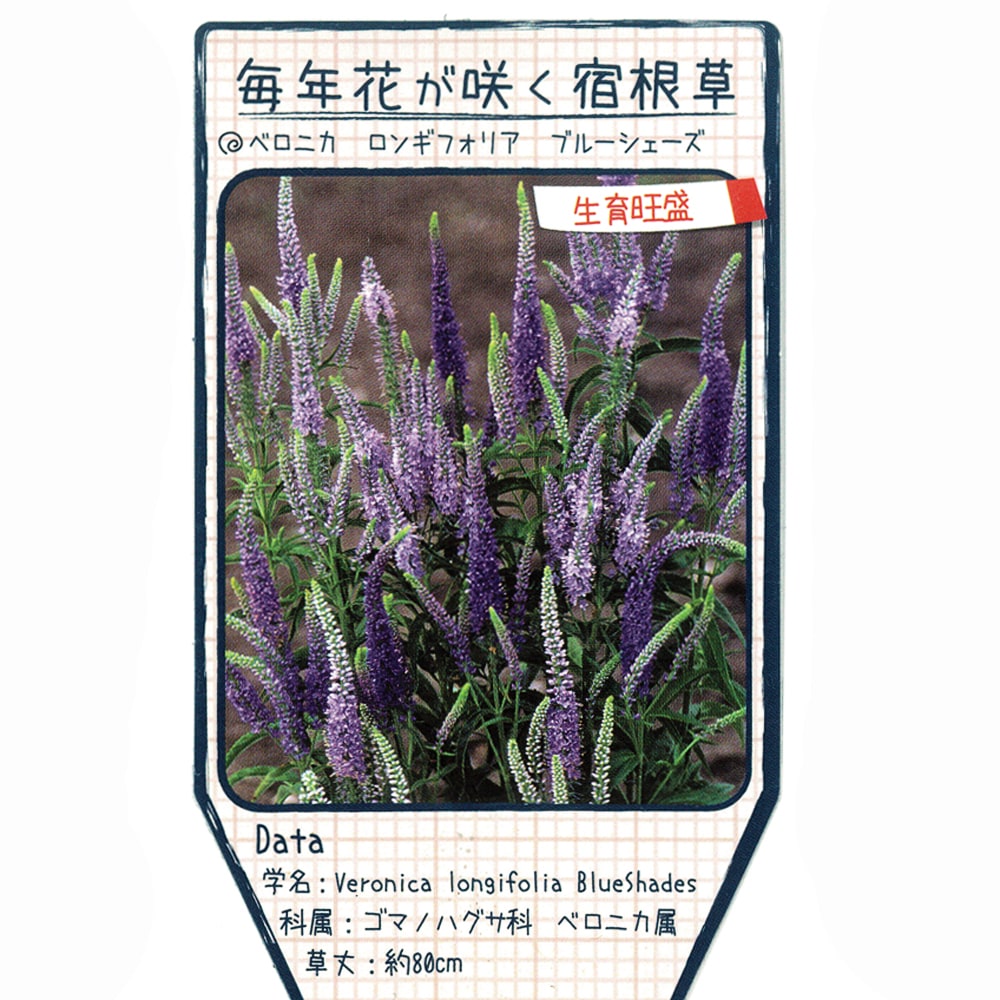 ベロニカ ブルーシェーズ のラベル