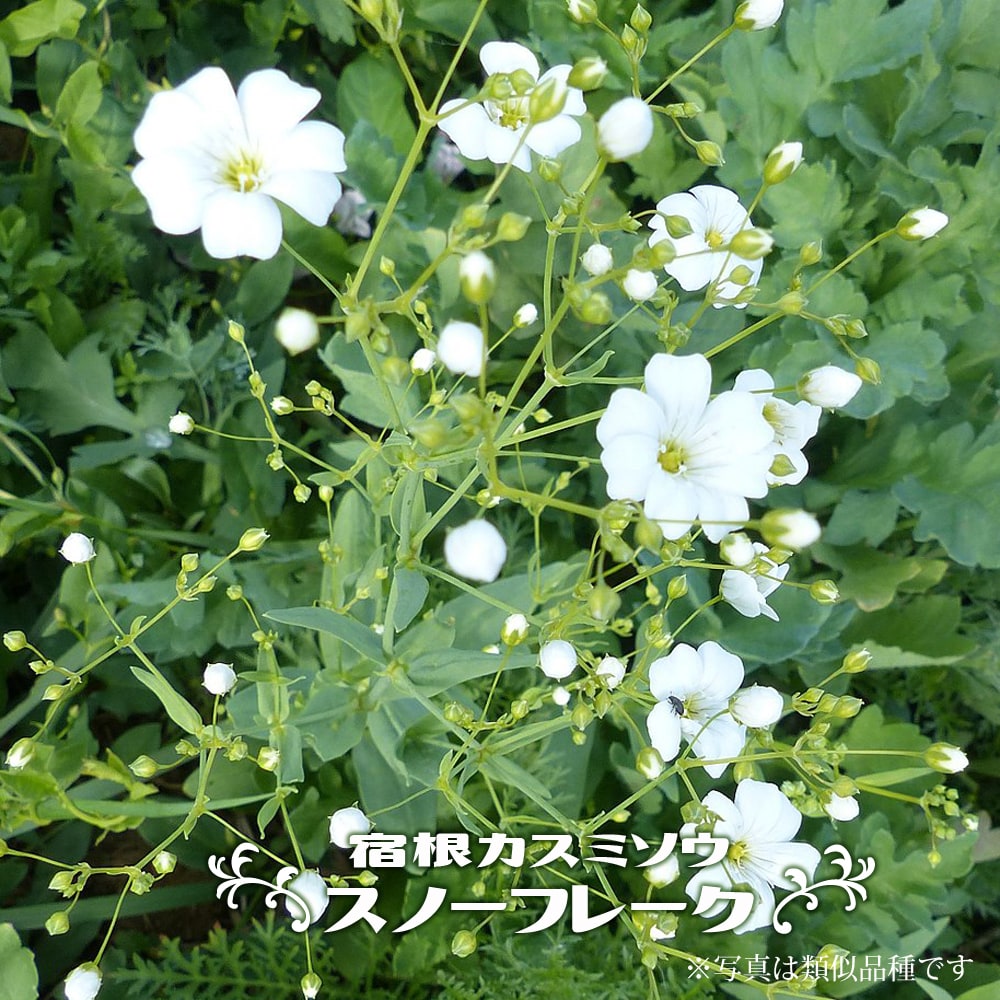 宿根カスミソウ スノーフレークの花 