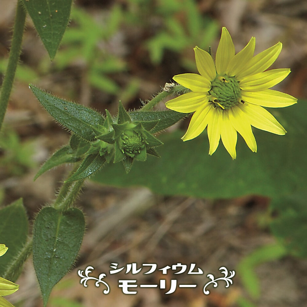 シルフィウム モーリー  の苗