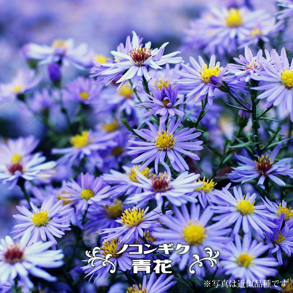 ノコンギク 青花品種 