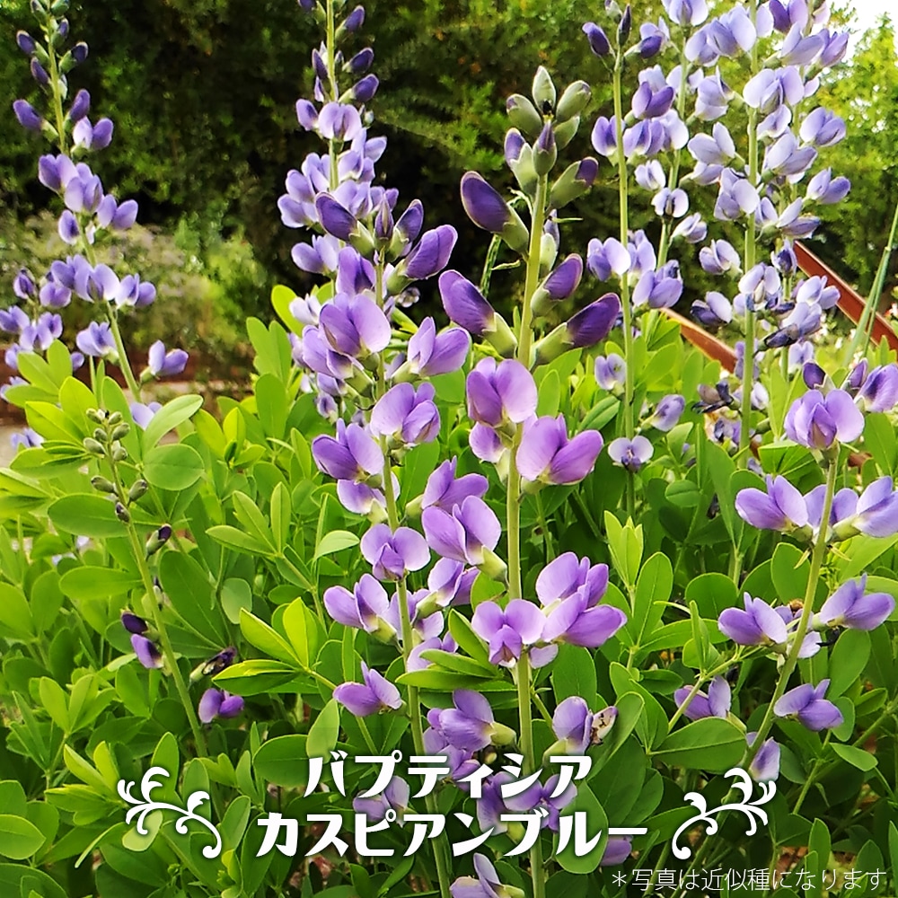 バプティシア　（ムラサキセンダイハギ） カスピアンブルー  