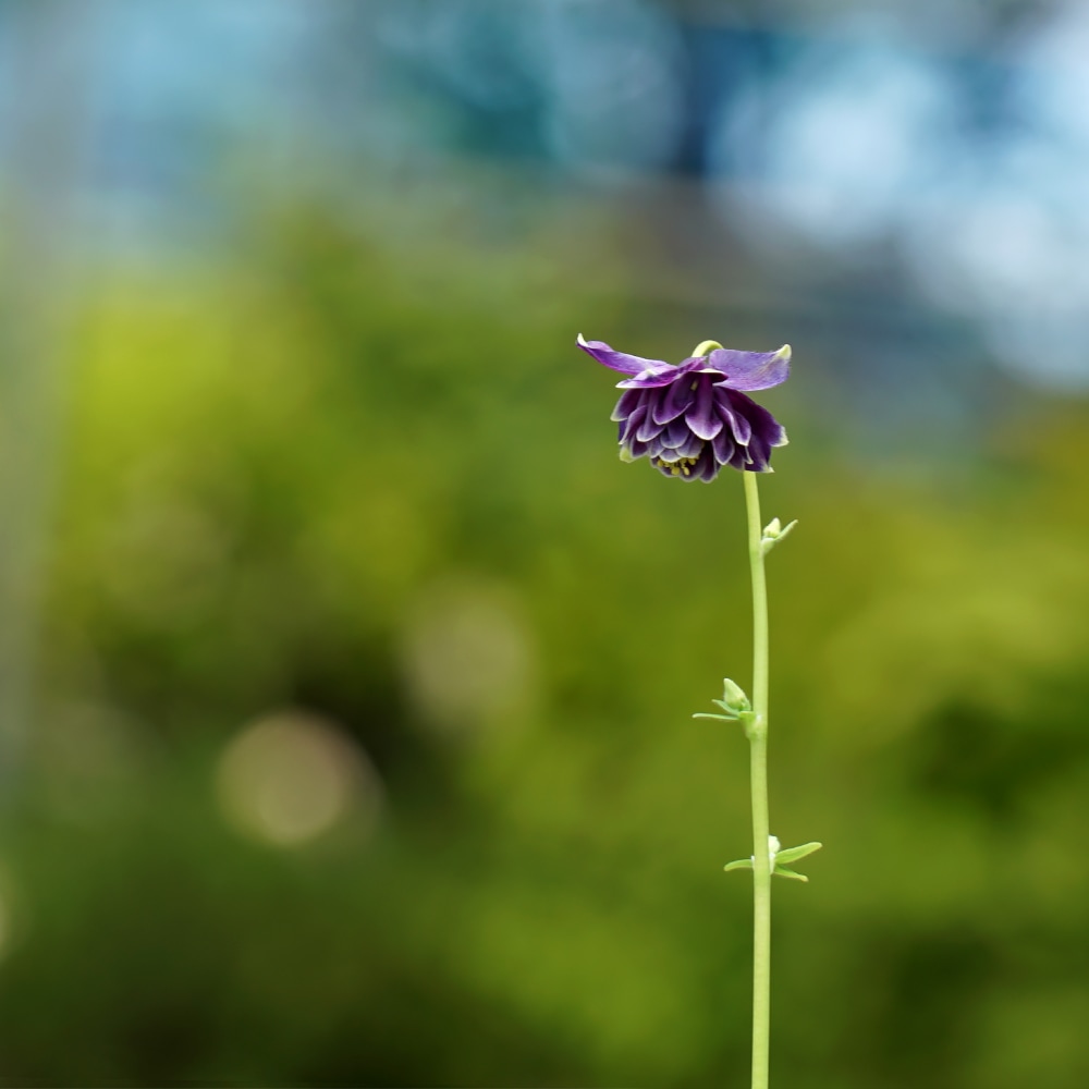 アクイレギア クリスタバロー 