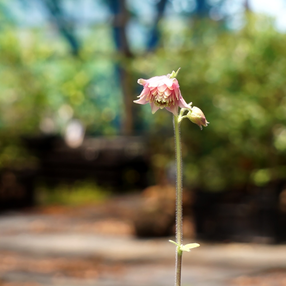 アクイレギア ローズバロー