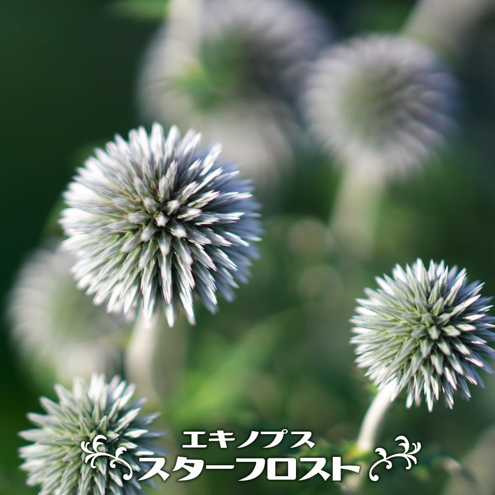 エキノプス　スターフロスト