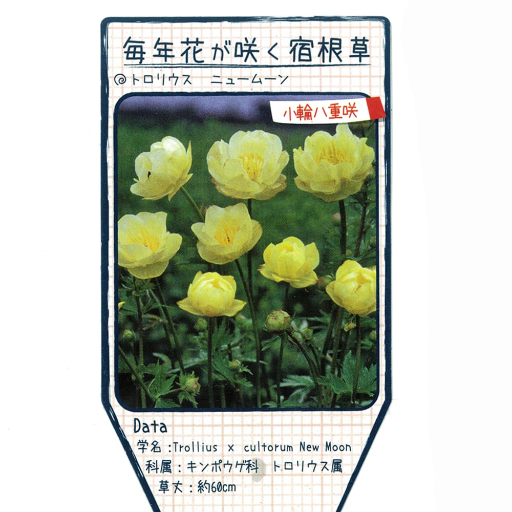 トロリウス ニュームーン   のラベル