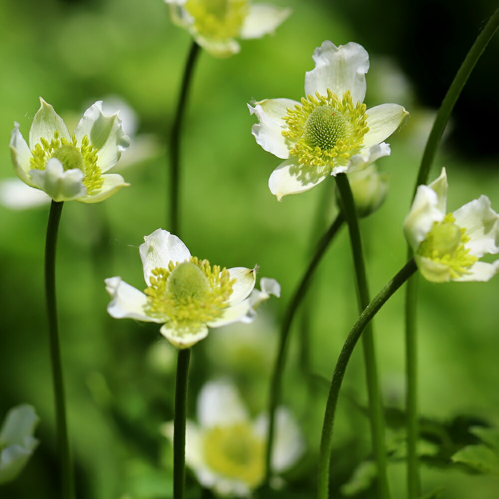 アネモネ バージニアナ 