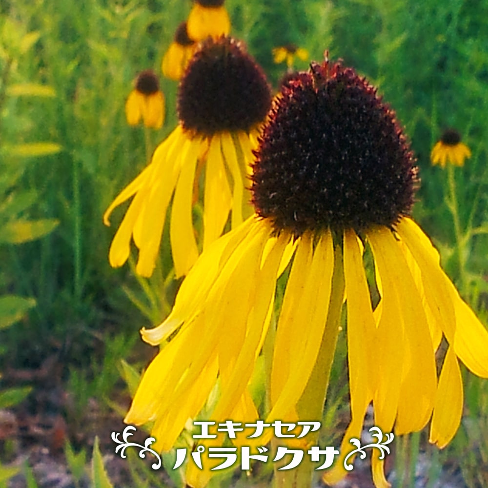 エキナセア パラドクサ 