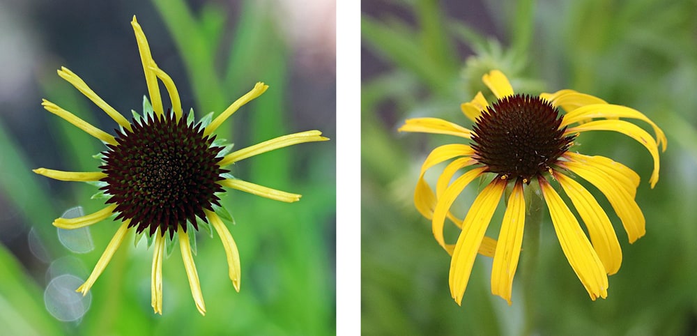 エキナセア パラドクサの花