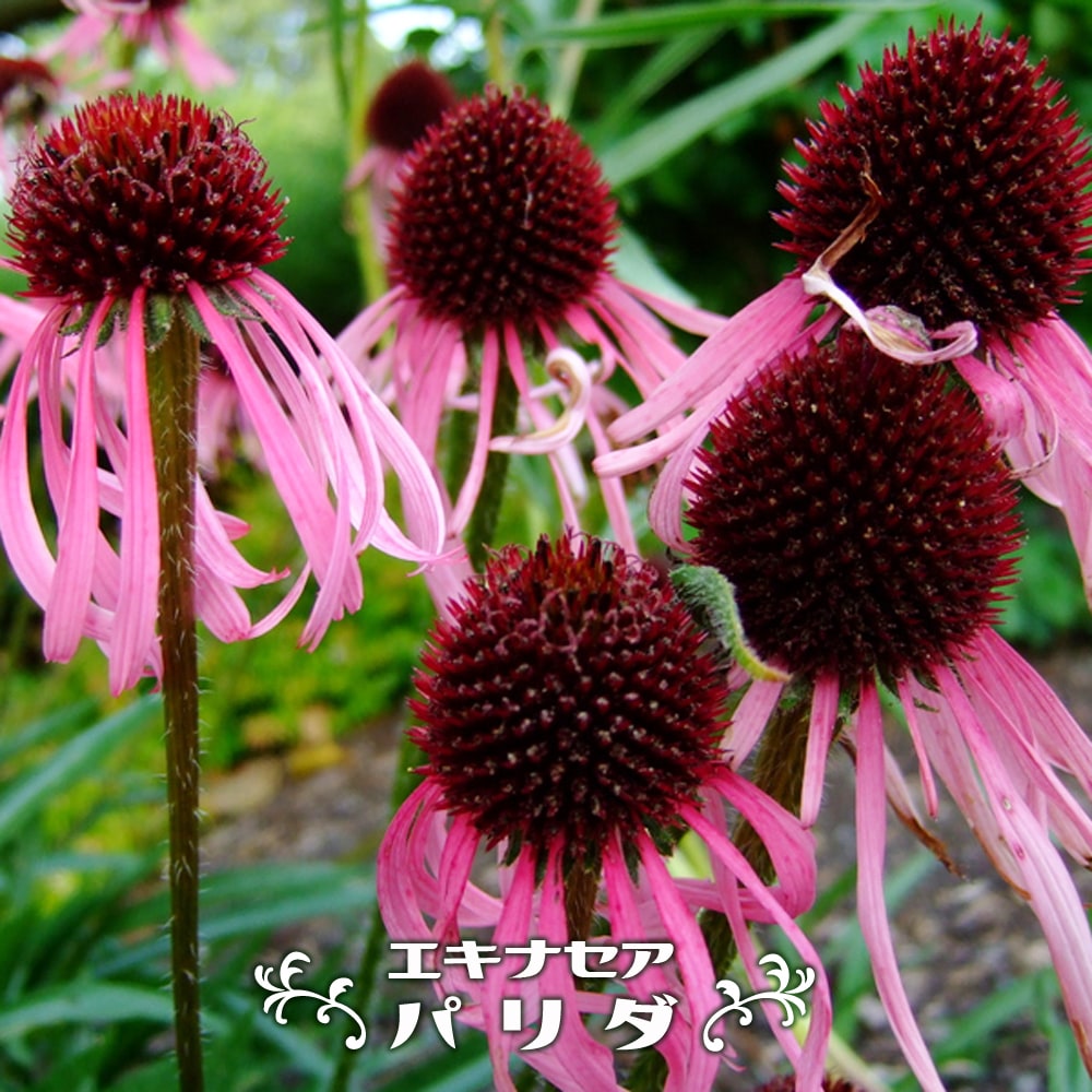 エキナセア パリダ の花