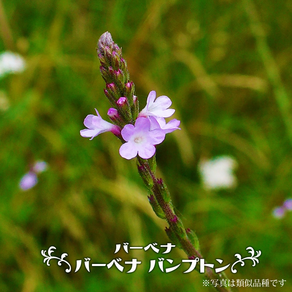 バーベナ バンプトン 