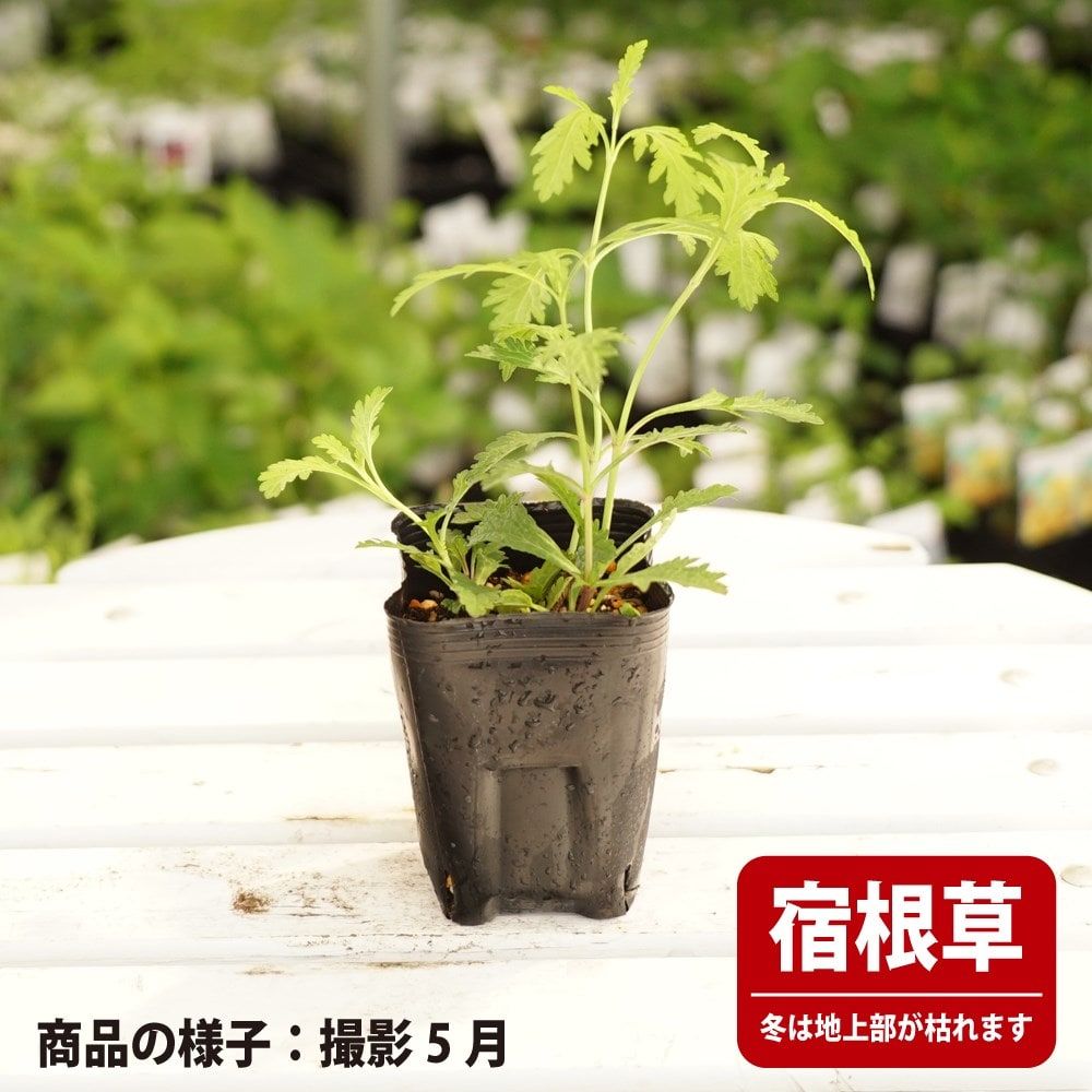 バーベナ バンプトン 苗 販売 苗木部 By 花ひろばオンライン