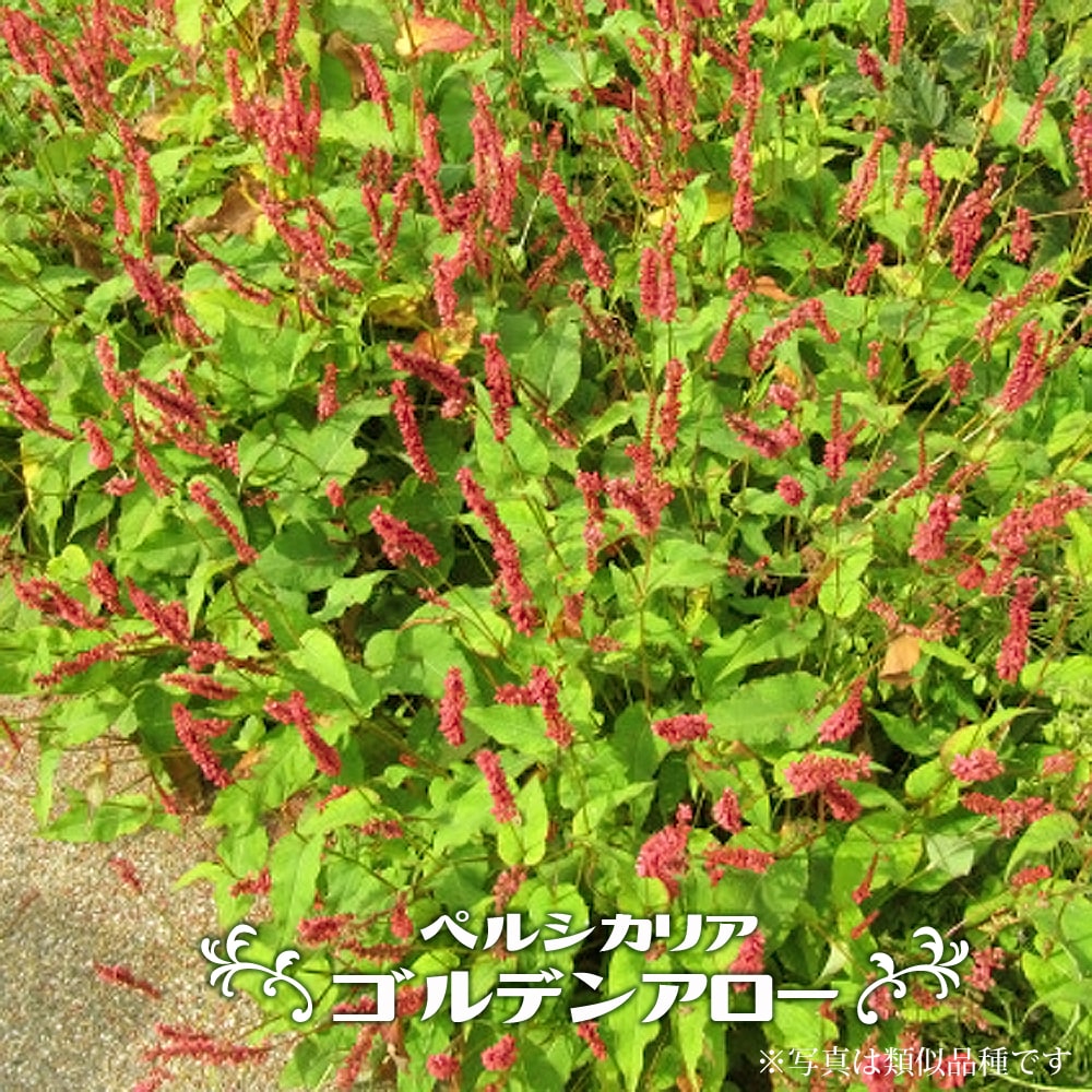 ペルシカリア ゴルデンアロー 