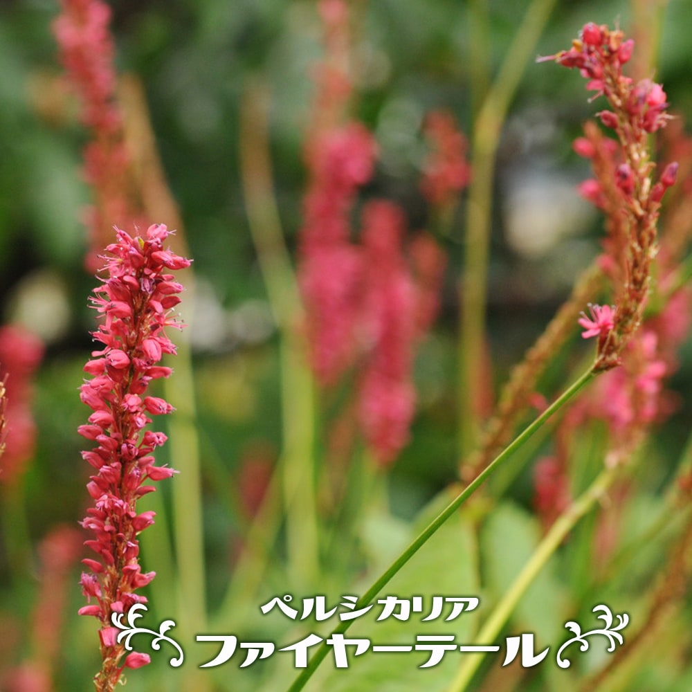 ペルシカリア ファイヤーテール 