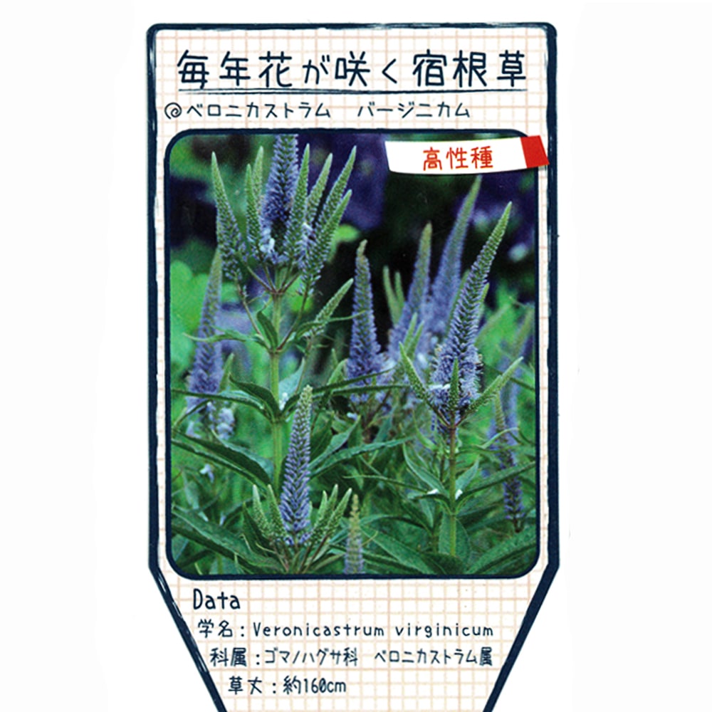 ベロニカストラム バージニカム のラベル