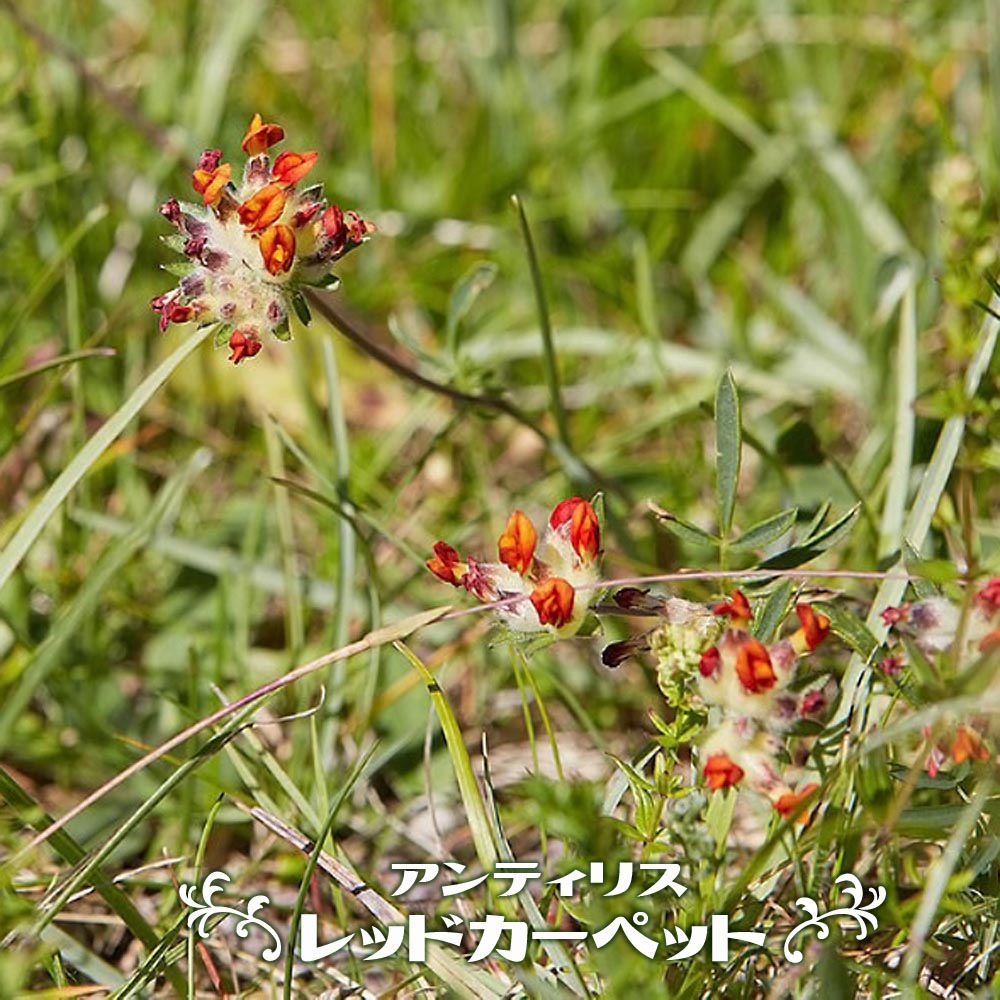アンティリス レッドカーペット 