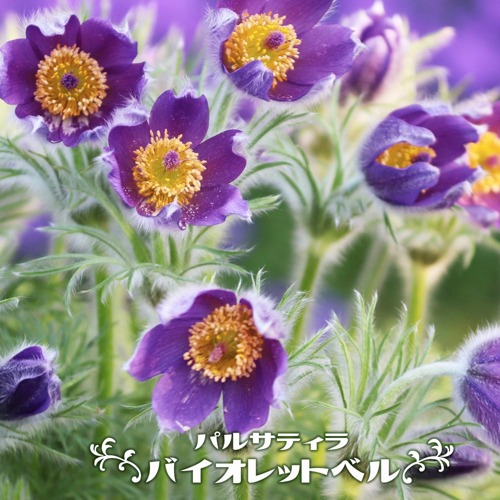 パルサティラ バイオレットベル 