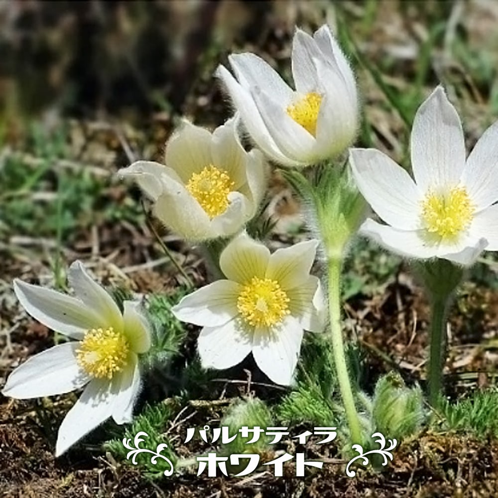 パルサティラ ホワイト 