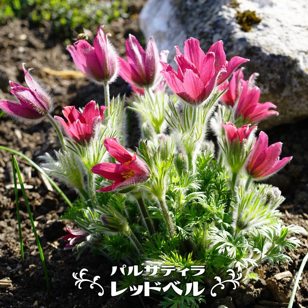 パルサティラ レッドベル 