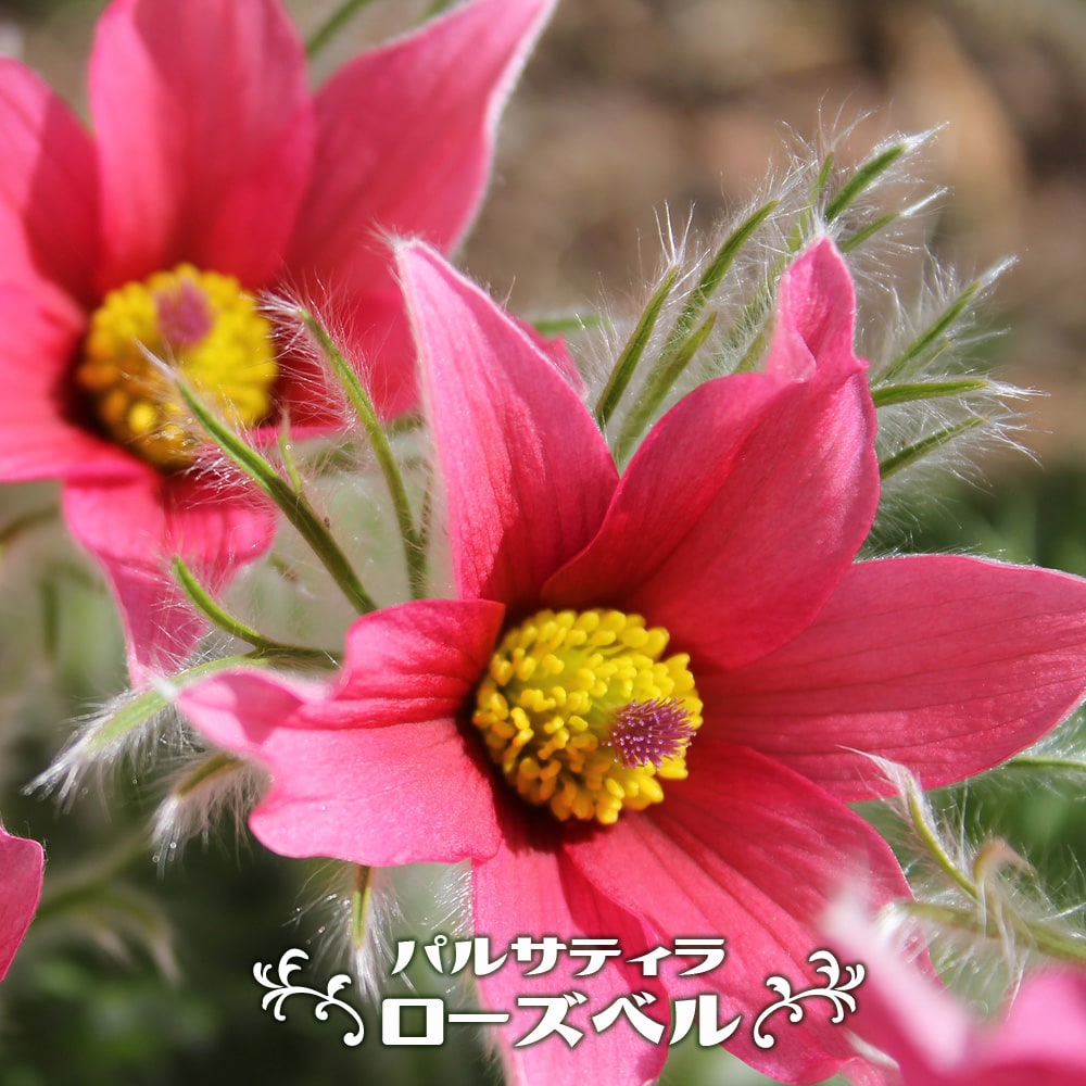 パルサティラ ローズベル  